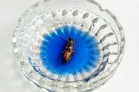 给蟑螂体内同时注射入84消毒水和洁厕精视频封面