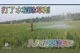 水稻打了除草剂，几天后草没死是因为什么呢？听听种田大户怎么说视频封面
