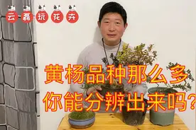 黄杨的品种那么多，你能分辨出来吗？大家看看哪种黄杨更漂亮视频封面