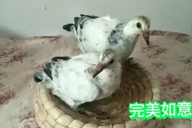 瓦灰和白鸽子繁殖出奇怪的羽色