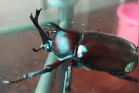 这是不是传说中价值几十万一只的虫子？视频封面