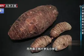 芋头和肉一起炖有很好的吸油效果！一个视频教你如何挑选~视频封面