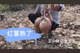 红薯熟了 看这大红薯被老鼠咬了可惜不