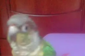 七八个月的小太阳鹦鹉，不会分公母，懂的帮帮我吧