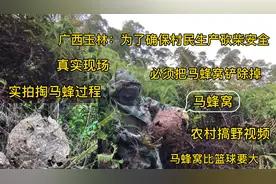 广西玉林：马蜂窝能长多大？它威胁到了村民的安全，只能把它抓掉视频封面