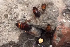 天下暴雨下水管道下蟑螂兄弟跑出来了