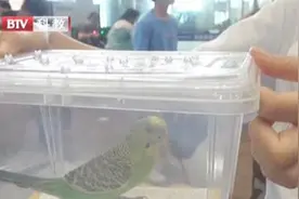 北京西站一男子带着鹦鹉过安检 被铁路部门及时拦下