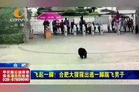 飞起一脚！合肥野生动物园一只大猩猩出逃，一脚踹飞男子！视频封面