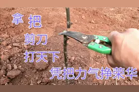 一年生花椒树，出现光棍一条，这样剪上①剪，明年枝多的用不完。视频封面