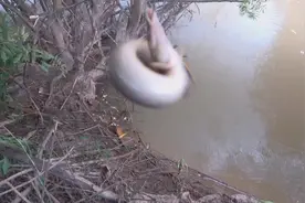 连杆无鳞鱼：像泥鳅和黄鳝，有多少人认识