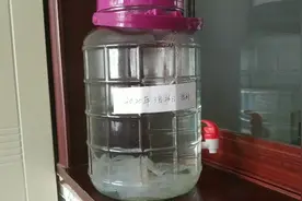 酿造食醋用的醋蛾子，养了20天了，长成什么样了