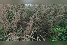 中草药刺苋药用功效：解毒消肿、凉血止血、抗菌消炎