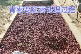青枣变红枣