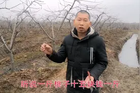 外地老板种了一百亩桃树，一斤桃子十五元一斤，一年赚几十万！视频封面