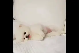 博美犬玩具小狗狗，超温柔视频封面