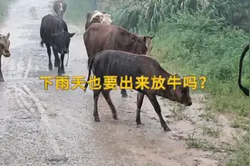 小黄养牛，下雨天也要把牛放出来吃草，牛在山上吃一天，吃的很饱视频封面