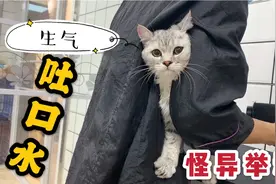 猫咪洗澡做出怪异举动，气的朝小姐姐吐口水，小姐姐吓坏了视频封面