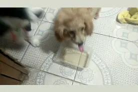 边牧和泰迪第一次喝苹果醋，现场一片狼藉，但吃相好搞笑