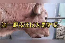 网友的牛得怪病，黄牛颌下水肿，湿寒是牛病的主因