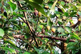 深山里的竹节果，80后90后儿时的记忆，吃过的已不再年轻