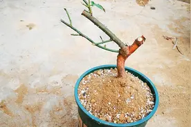 山上挖了一棵蔷薇老桩，先上盆深埋培养一下根系，成活后再移栽