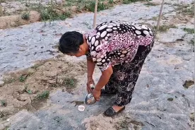 前段时间玉米都让老鼠啃光了，今天开始下药处理老鼠，效果怎么样