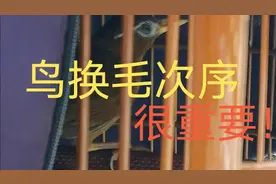 换毛期注意了，鸟这样次序换毛才正常很重要，听老农分享很实用