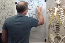 胸腔与腹部肌肉解剖，人体动态素材参考