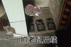 捕鼠魔毯+老鼠夹+一个捕鼠笼！一晚上收获让人叹惜！诱饵不香嘛视频封面