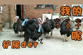 火鸡八个月十二斤，体型巨大，会炸毛，作为观赏鸡好看还能吃！