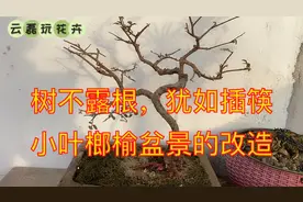 小叶榔榆的盆景的改造，露出八方根盘，小叶榔榆盆景更有沧桑韵味视频封面