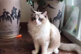 猫的尾巴像个鸡毛掸子、做个拖把因该不错，打扫卫生的好帮手
