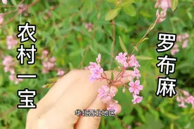 被国人誉为“仙草”的罗布麻，是长寿村里人不可或缺的，你认识吗