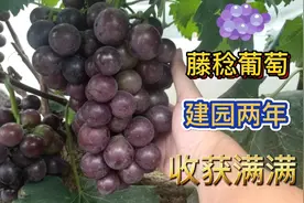 藤稔葡萄，地头价4元一斤，一串果子重达2.5斤，个头如乒乓球大