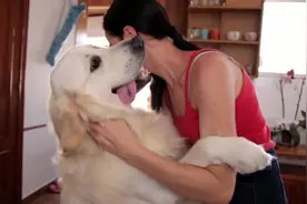 狗狗与人也能好好相处！国外美女和金毛甜蜜互动，画面超级有爱视频封面