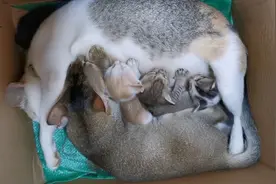真不害臊！6个月的大猫崽还抢吃奶，猫妈妈：身体已被掏空！