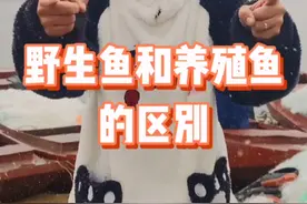 野生鱼和养殖鱼的区别