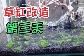 新手500元草缸改造第3天：开始种水草了，你们是怎么做的？