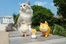 麻麻催你结婚。小八:我是大众情人我不要媳妇，有你们就好了