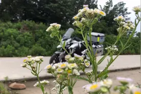 你发表的西瓜视频一般审核多长时间？进来看下我的会不会是创记录