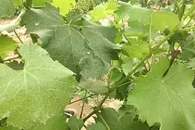 巨峰葡萄如何进行花前摘心处理呢？一起来看看吧视频封面