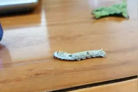 蚕宝宝为什么吐黄水视频封面