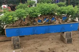 农村小伙赶集卖黄荆老桩，两个要价12000，这价格贵吗？