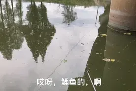 试钓刘志强大师的全能腥全能香竟然爆连鲤鱼，这手感真棒