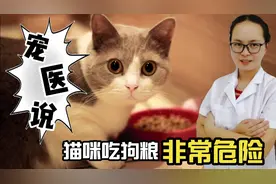 宠物医生说：猫粮狗粮千万不要混合喂养，严重的会导致猫咪失明视频封面