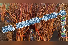 农村原产地树莓近2米高的苗，3元一棵太实在，转手数倍利润吧视频封面