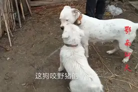 大山里专咬野猪的猎狗，带大家去看一下视频封面