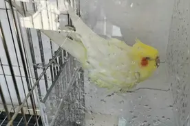 一岁大的玄凤终于会洗澡了，鹦鹉洗澡居然能睡着啦？