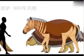 创意对比动画，新生代古生物到底有多大？涨知识了。视频封面