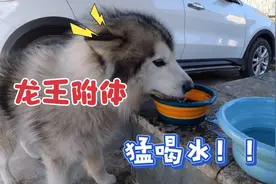 狗狗一早就疯狂喝水，把主人吓了一大跳，原因太搞笑了视频封面